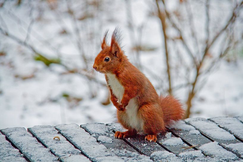 Eekhoorn in wintersfeer van ArtelierGerdah