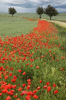 Poppy street