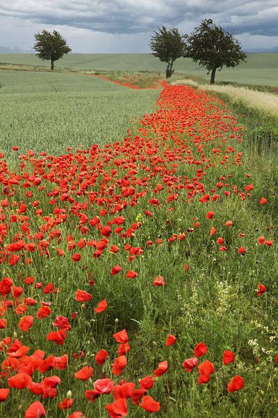 Poppy street by Herman Peters