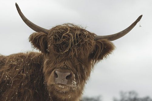 Schotse Hooglander in de winter