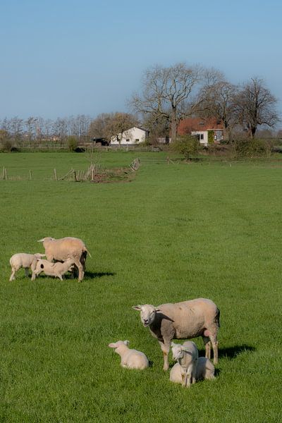 Lammetjes drinken by Moetwil en van Dijk - Fotografie