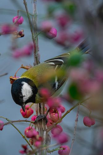 A great tit having a snack