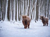 Vaches froides par Pascal Raymond Dorland Aperçu