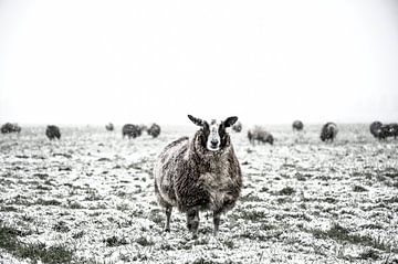 Schapen in een besneeuwde weide in een winterlandschap van Sjoerd van der Wal