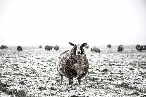 Moutons dans une prairie enneigée dans un paysage d'hiver