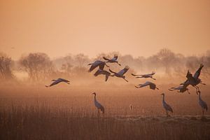 Faszinierender Kranichflug im Morgennebel – Naturfotografie für Ihr Zuhause