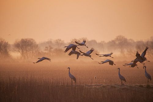 Vol fascinant de grues dans la brume matinale - Photographie de la nature pour votre maison