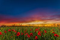 Sunset in the surroundings of Huis ter Heide
