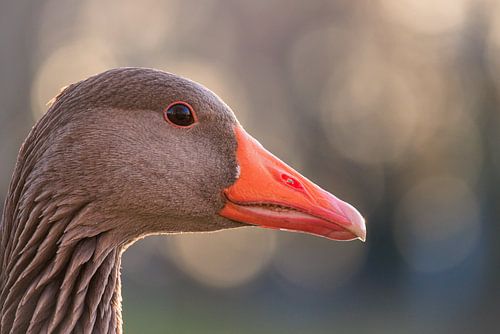 Portrait einer Graugans im Abendlicht