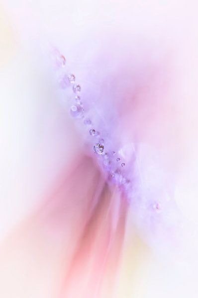 cool morning by Daniela Beyer