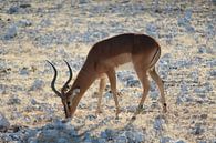 Impala in Botswana, Afrika van Phillipson Photography thumbnail