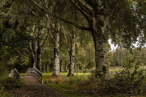 De Brug in de Hollandse Biesbosch