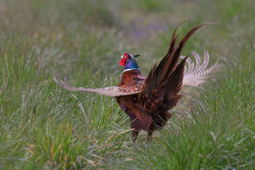 Fasanenhahn (Phasianus colchicus) macht sich hörbar.... von Eric Wander
