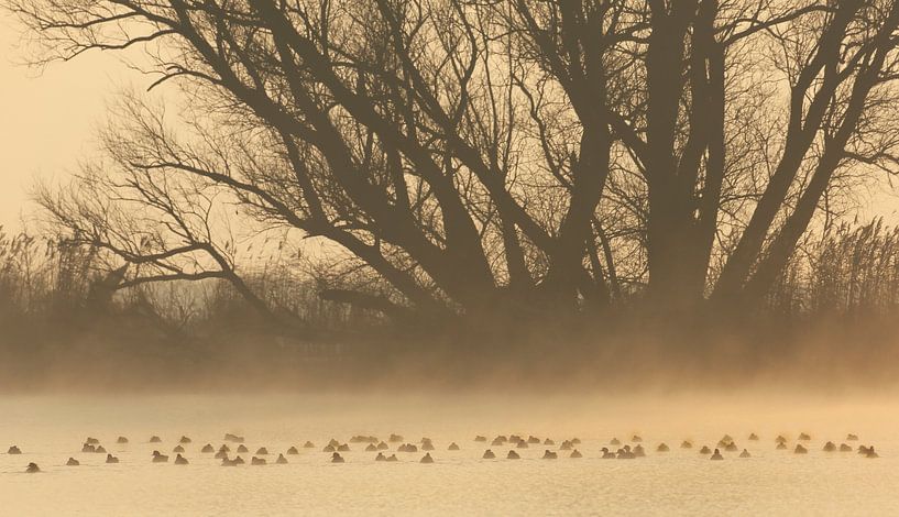 Watervogels op een mistige ochtend von Jacques van der Neut