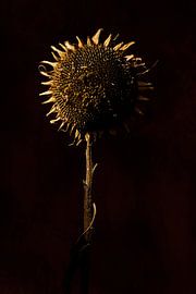 sunflower by Ton Dopping