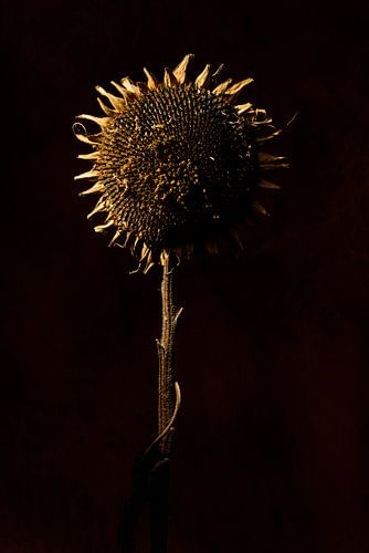 Sonnenblume