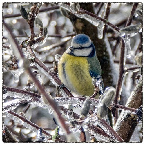 Après la pluie verglaçante - Mésange bleue