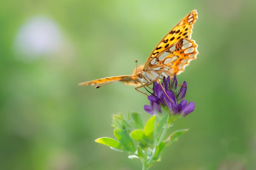 Papillon perlé assis sur de l'herbe (non) violette. par rik janse
