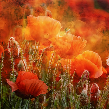Poppies
