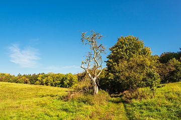 Landschaft mit Weg und Bäumen bei Hohen Demzin von Rico Ködder