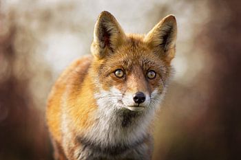 Etwas ist im Anmarsch