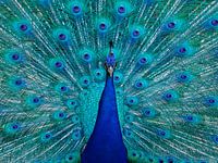 Peacock with feathers