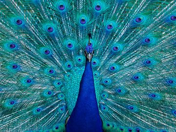 Peacock with feathers by Jerry Bouwmeester