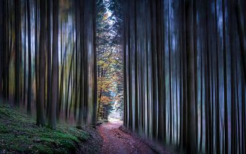 Chemin à travers une forêt mystique sur Luc van der Krabben