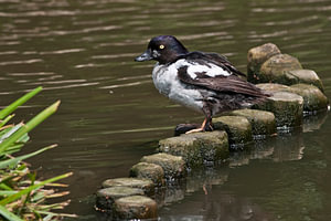 Enten usw. : Tierpark Blijdorp