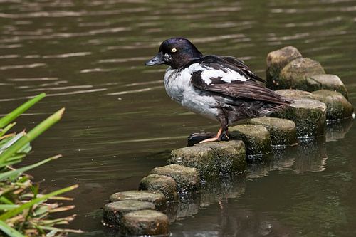 Ducks etc : Blijdorp zoo