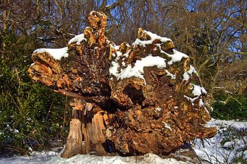 Face de racine d'arbre