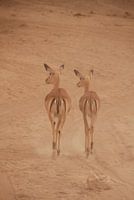 Gazelle's