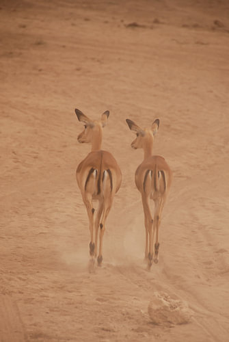 Gazelle's