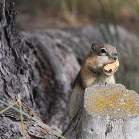 Chipmunk van Dominique Vernooij