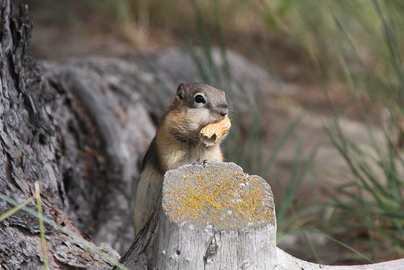 Chipmunk by Dominique Vernooij