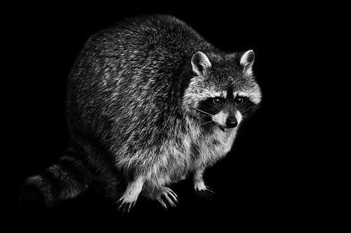 Schattig pluizig diertje wasbeer, zwarte achtergrond