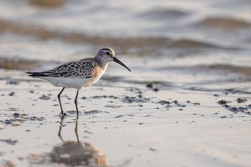 Sichelstrandläufer (Calidris ferruginea)