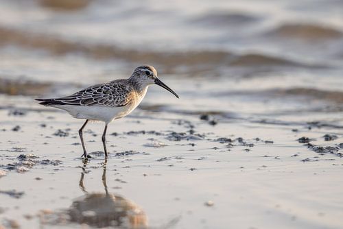 Sichelstrandläufer (Calidris ferruginea)