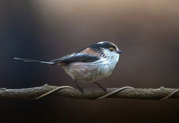 Schattige staartmees van arnemoonsfotografie