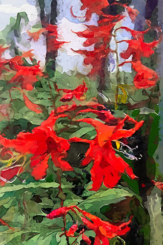 Crocosmia 'Lucifer' / montbretia