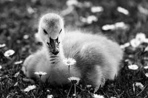 Canada goose chick with daisy in black and white by Dieter Walther