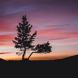 Bunter Sonnenuntergang mit Silhouette eines Baumes von Merlijn Arina Photography