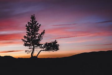 Bunter Sonnenuntergang mit Silhouette eines Baumes von Merlijn Arina Photography