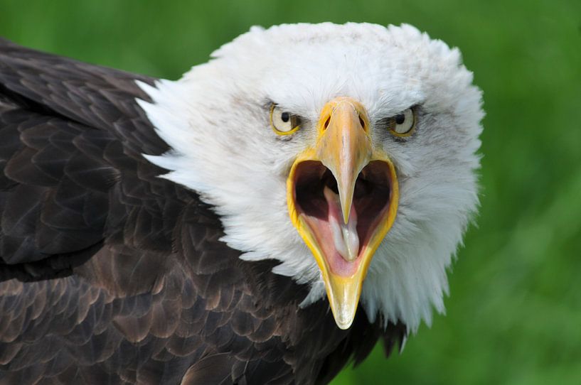 amerikaanse zeearend. by Tilly Meijer