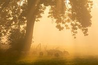 Grazende schapen op een mistige ochtend van Ron Buist thumbnail