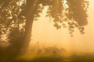 Grazende schapen op een mistige ochtend van Ron Buist