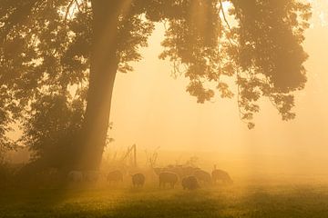Weidende Schafe an einem nebligen Morgen