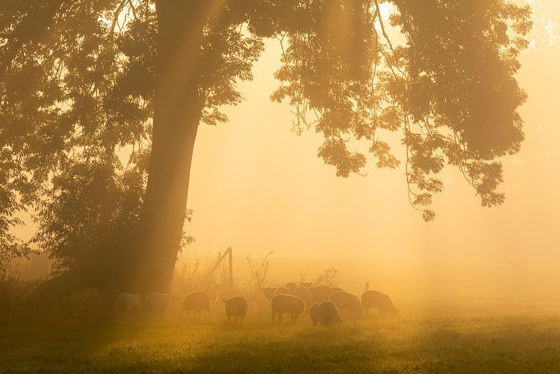 Weidende Schafe an einem nebligen Morgen von Ron Buist