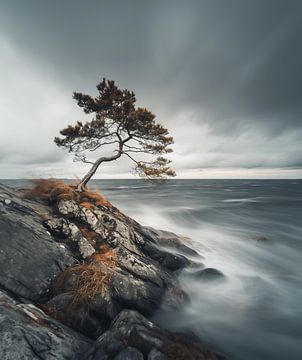 Boom aan de Zweedse kust van fernlichtsicht