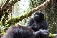 Walking safari to the wild mountain gorillas in Rwanda by Teun Janssen thumbnail